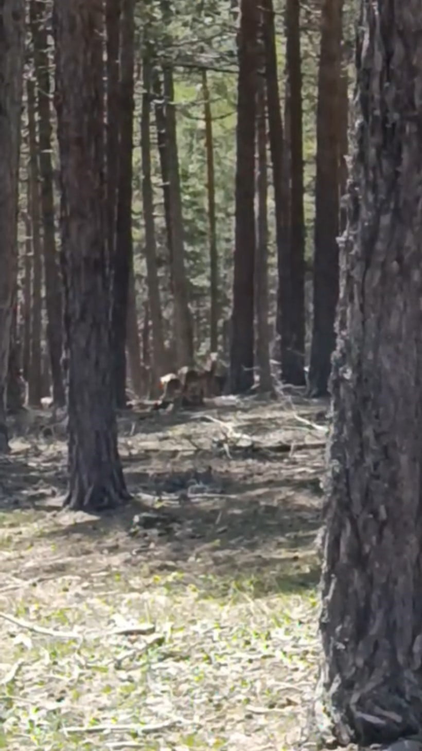 ESKİŞEHİR’İN MİHALIÇÇIK İLÇESİNDE BULUNAN ORMANDA BİR GEYİK SÜRÜSÜ, VATANDAŞLAR TARAFINDAN...