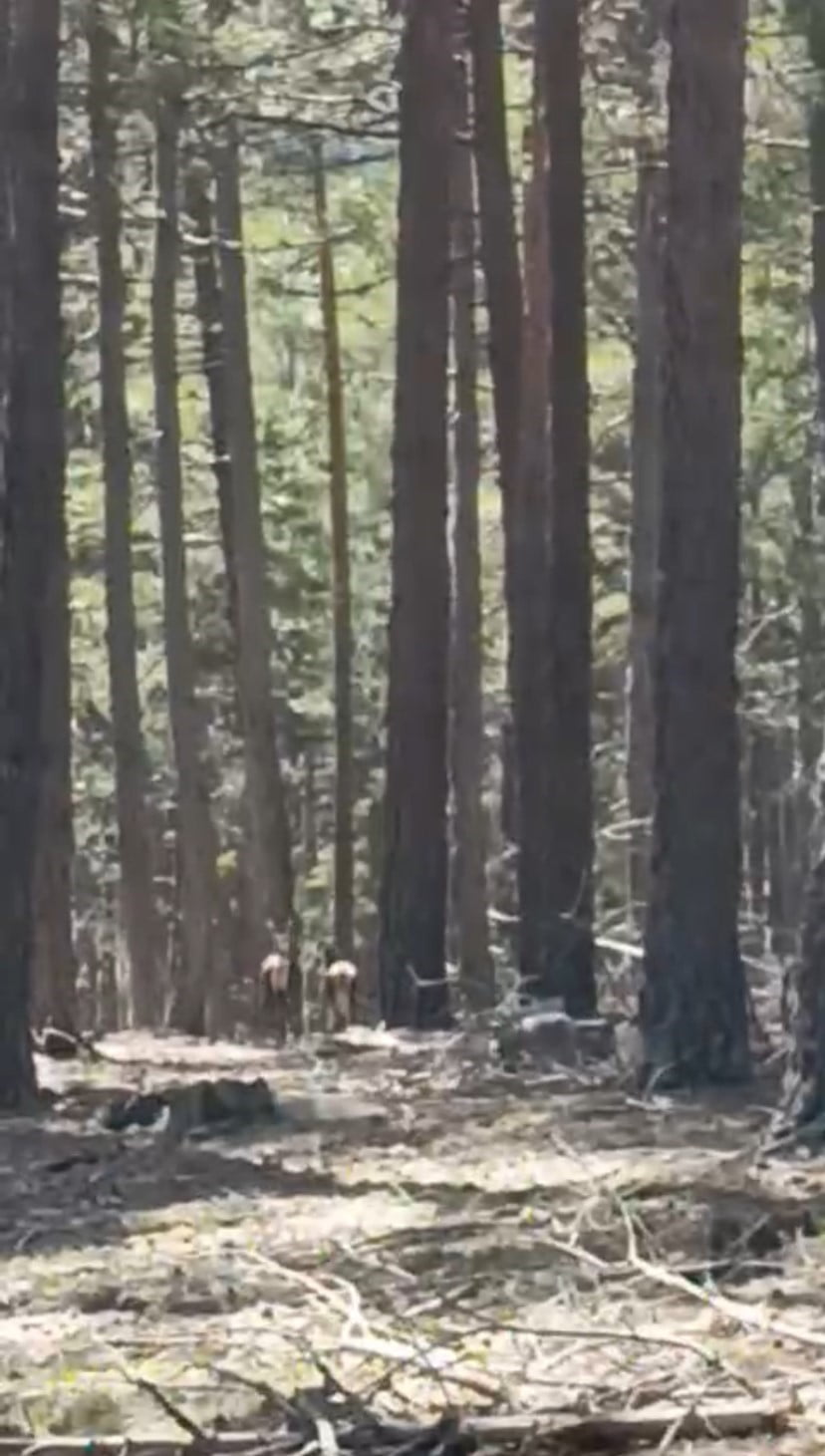 ESKİŞEHİR’İN MİHALIÇÇIK İLÇESİNDE BULUNAN ORMANDA BİR GEYİK SÜRÜSÜ, VATANDAŞLAR TARAFINDAN...