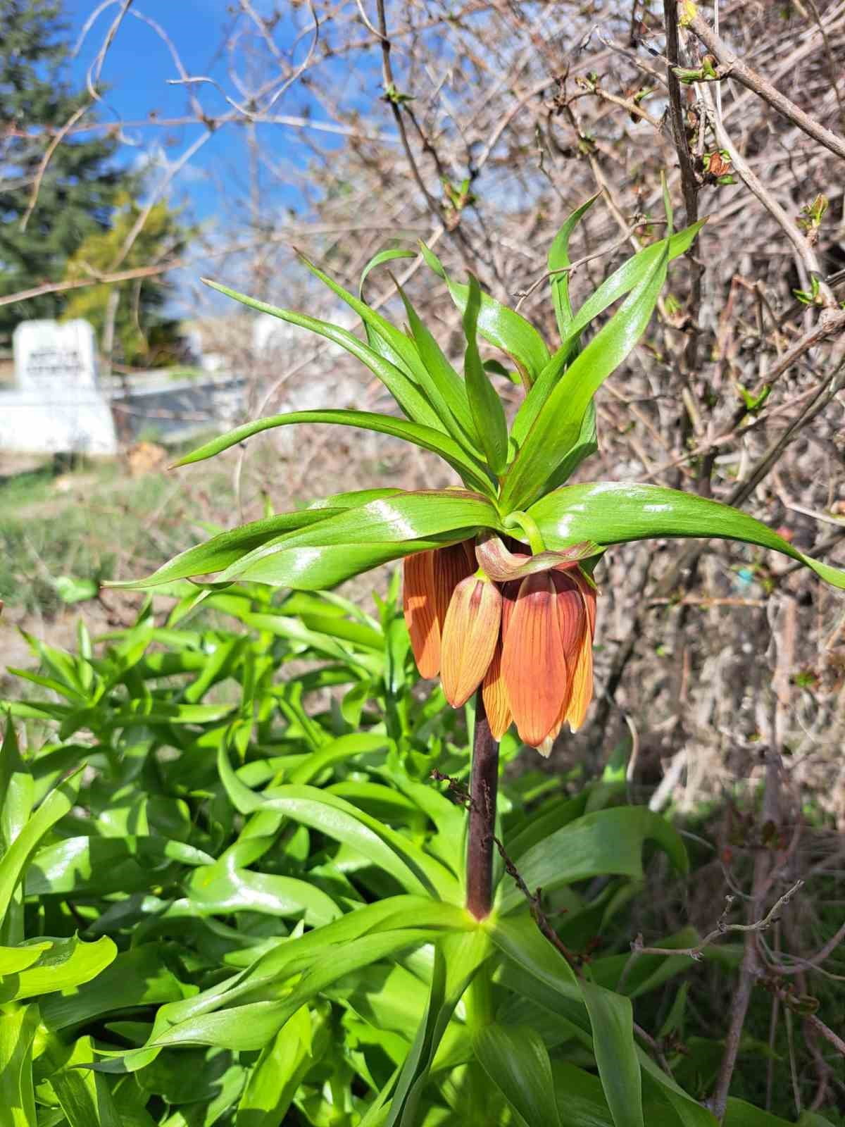 ESKİŞEHİR’İN SEYİTGAZİ İLÇESİ DEĞİŞÖREN MAHALLESİ, İLKBAHARLA BİRLİKTE ÇİÇEK AÇAN VE YÖREDE...