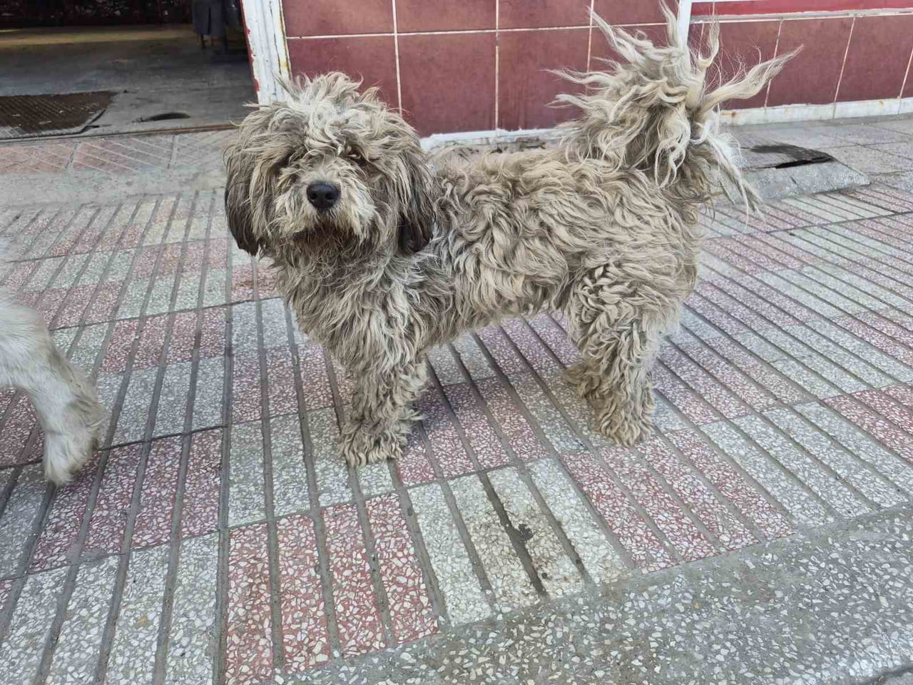 ESKİŞEHİR KÜÇÜK SANAYİ BÖLGESİ'NDE TÜYLERİNİN KİRLENMESİ SONUCU ADETA KAPKARA OLAN BEYAZ RENKLİ...