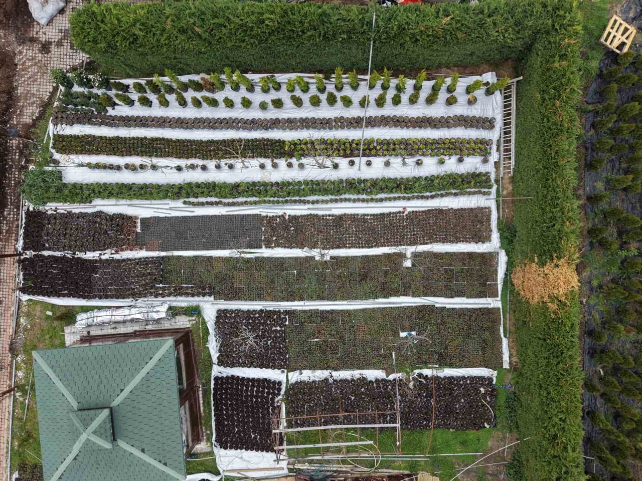 EV HANIMIYKEN SAMSUN BÜYÜKŞEHİR BELEDİYESİ’NDEN ALDIĞI DESTEK İLE SÜS BİTKİLERİ SERASI KURAN 50...