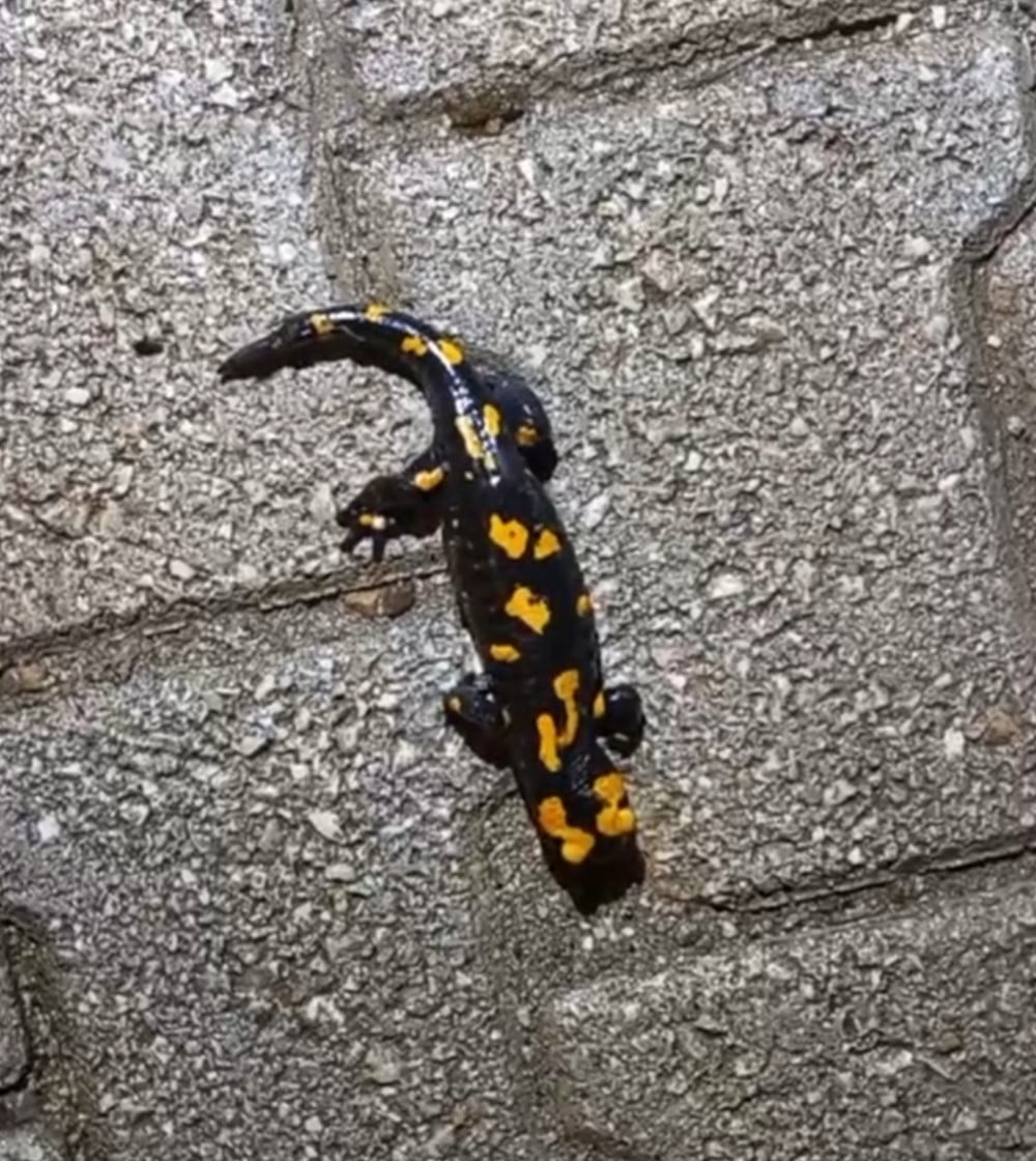 FEKE İLÇESİNDE "TÜRK SEMENDERİ" OLARAK BİLİNEN VE NESLİ TÜKENME TEHDİDİ ALTINDA OLAN "SARI BENEKLİ...