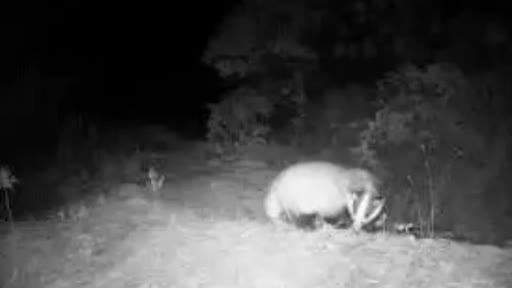 Fotokapan yaban hayatını gözler önüne serdi