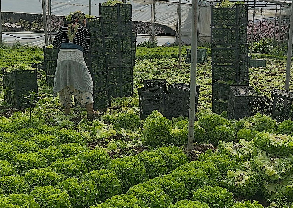 GEÇEN YIL TARLADA TANESİ 5 LİRAYA KADAR DÜŞTÜĞÜ İÇİN ÜRETİCİSİNE ZARAR ETTİREN KIVIRCIK MARUL, BU...