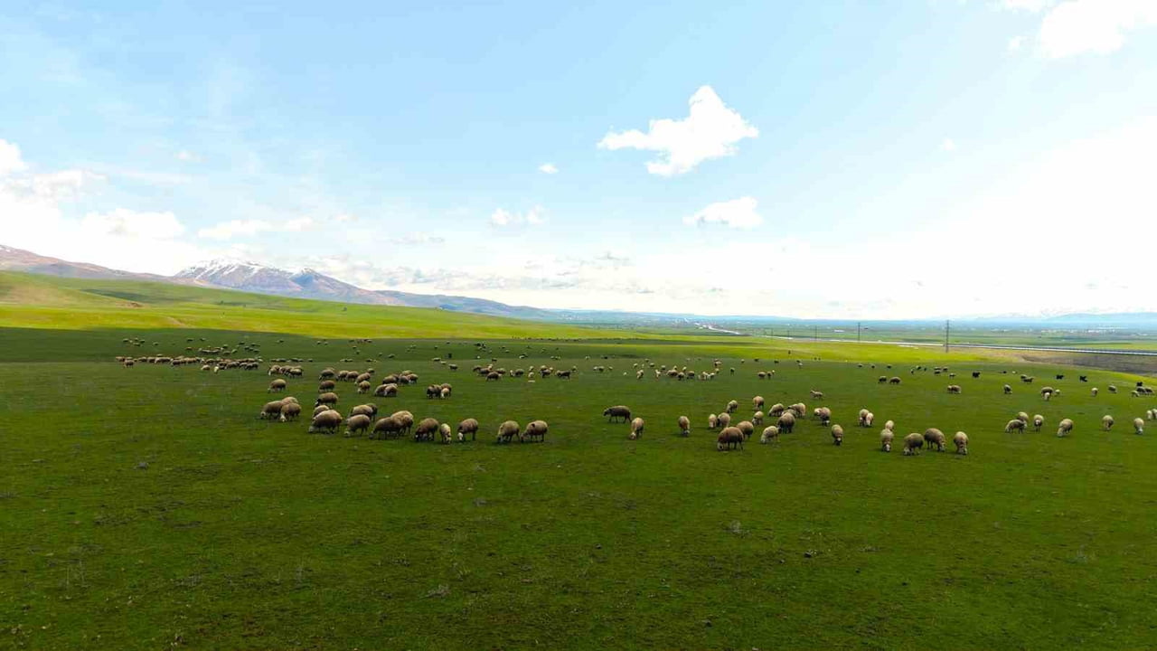 GENÇLERİN KIRSALDA ÜRETİME KATILIMINI ARTIRMAYI HEDEFLEYEN "KIRSALDA BEREKET KÜÇÜKBAŞA DESTEK...