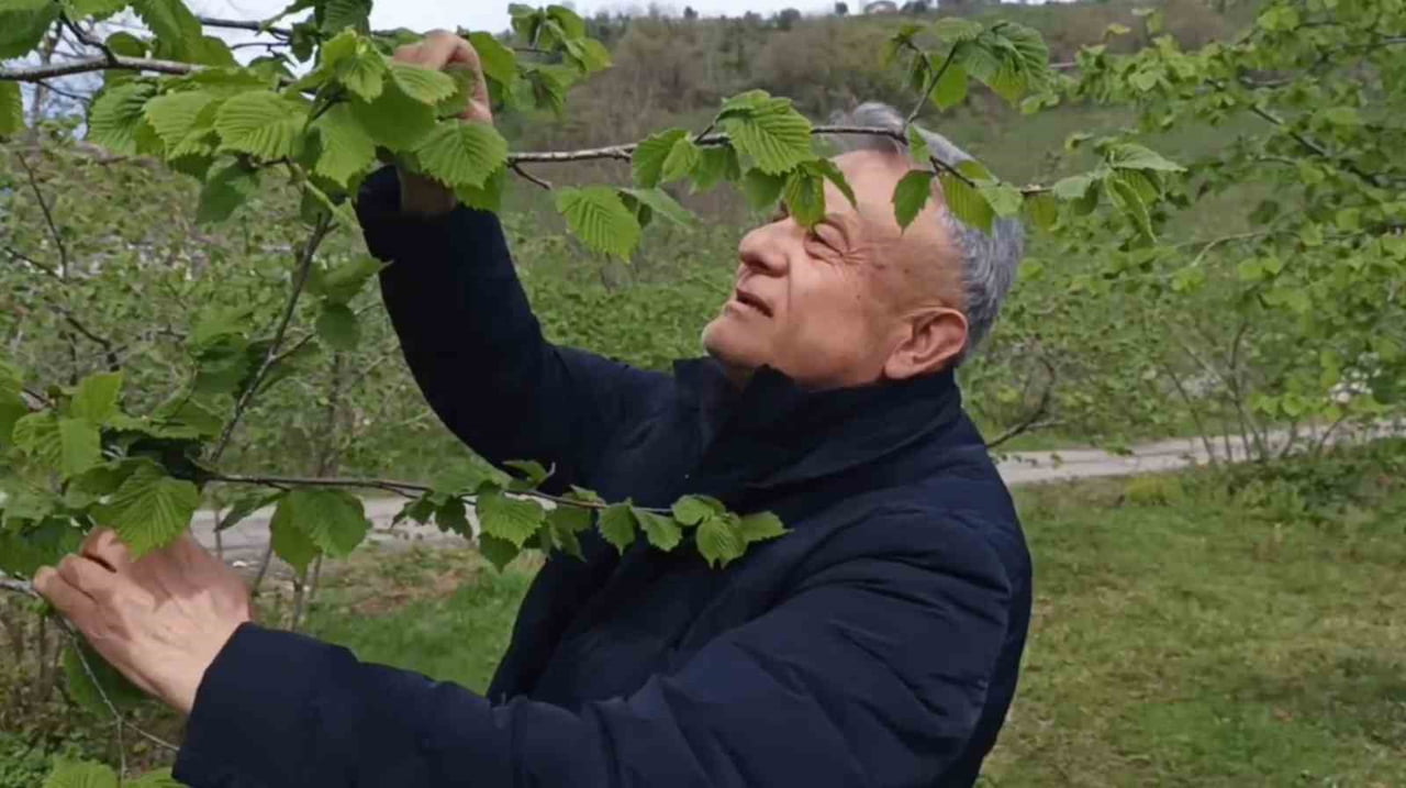 GİRESUN’DA FINDIK ÜRETİCİLERİ, YENİ SEZON ÖNCESİ BAHÇELERDEKİ GENEL DURUMUN OLUMLU OLDUĞUNU...