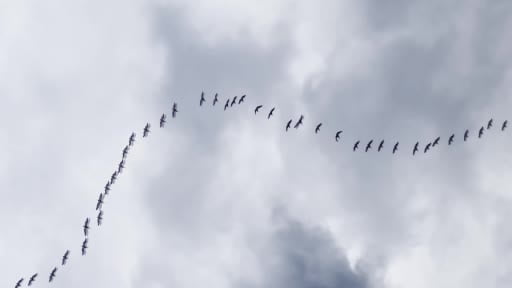 Göç yolundaki pelikan sürüsü Boğazköy Barajı'nda görüntülendi