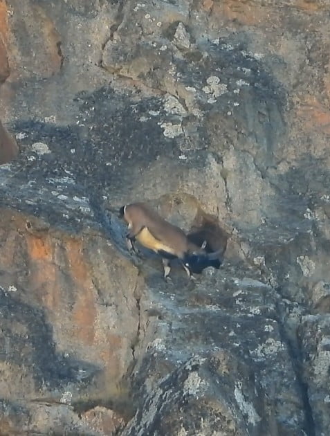 GÜMÜŞHANE'NİN DAĞLIK KESİMLERİNDE GÖRÜNTÜLENEN YETİŞKİN BİR DAĞ KEÇİSİ, DİKKAT ÇEKİCİ BOYNUZLARINA...