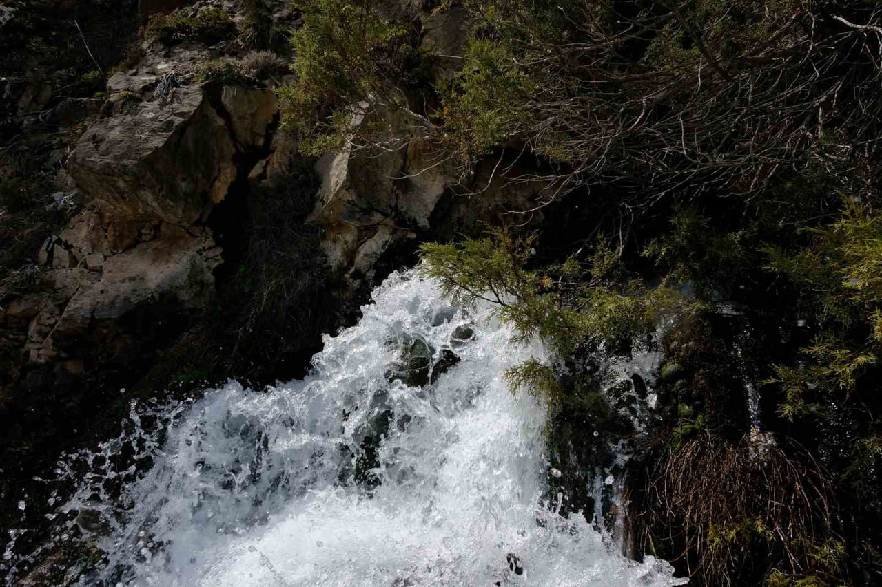 GÜMÜŞHANE’NİN TORUL İLÇESİNE BAĞLI GÜLAÇAR KÖYÜNDE, HER YIL NİSAN AYINDA EŞİNE AZ RASTLANIR BİR...