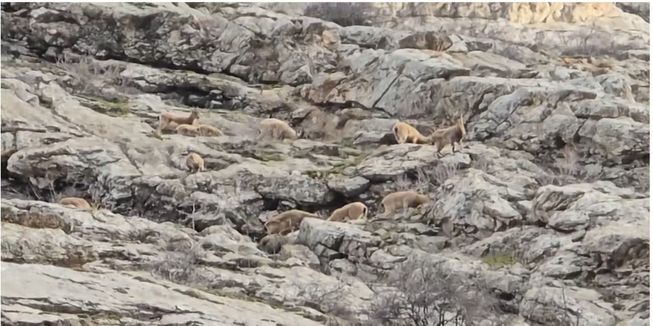 HAKKARİ’DEKİ SÜMBÜL DAĞI ETEKLERİNDE SÜRÜ HALİNDE DAĞ KEÇİLERİ GÖRÜNTÜLENDİ.