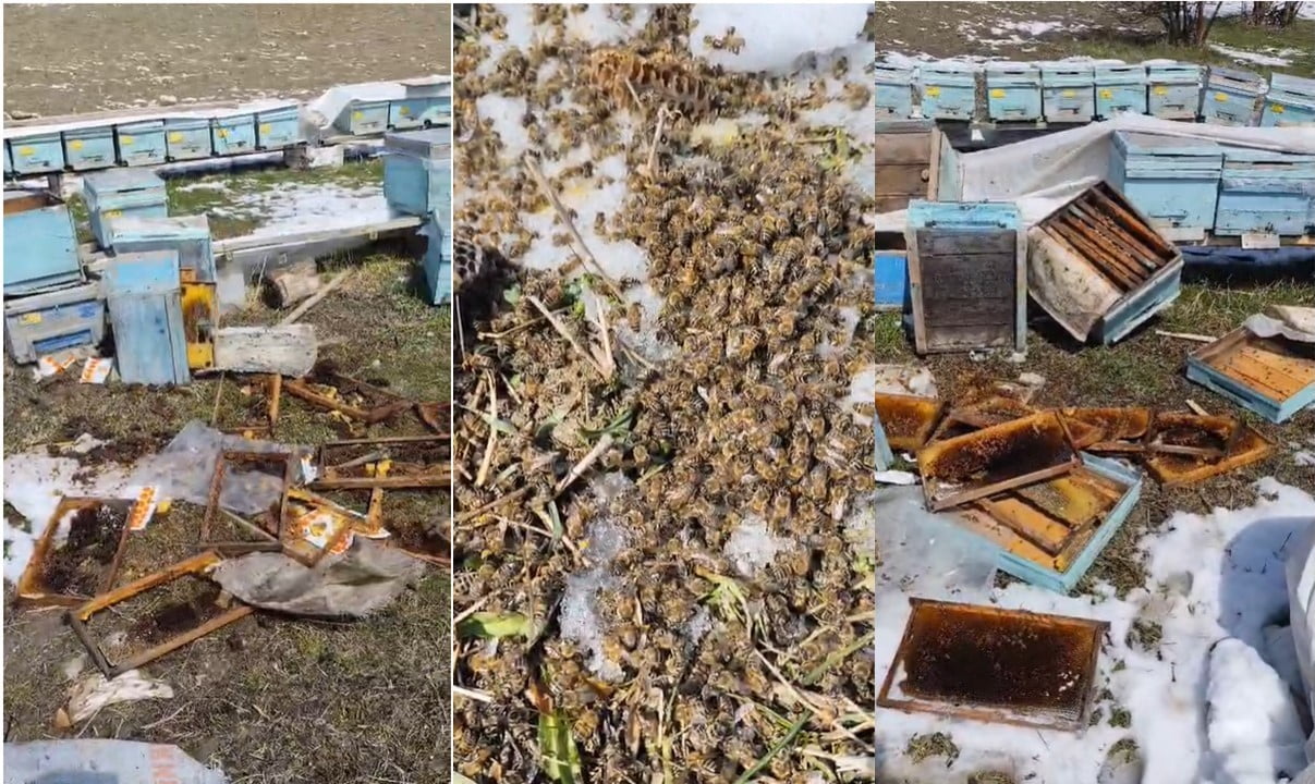 HAKKARİ’NİN AKÇALI KÖYÜNDE AYILARIN SALDIRMASI SONUCU ÇOK SAYIDA ARILI KOVAN ZARAR GÖRDÜ.