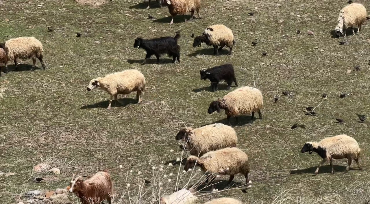 HAKKARİ’NİN YÜKSEKOVA İLÇESİNDE KIŞ BOYUNCA AĞILLARDA BESLENEN KÜÇÜKBAŞ HAYVANLAR, HAVALARIN...
