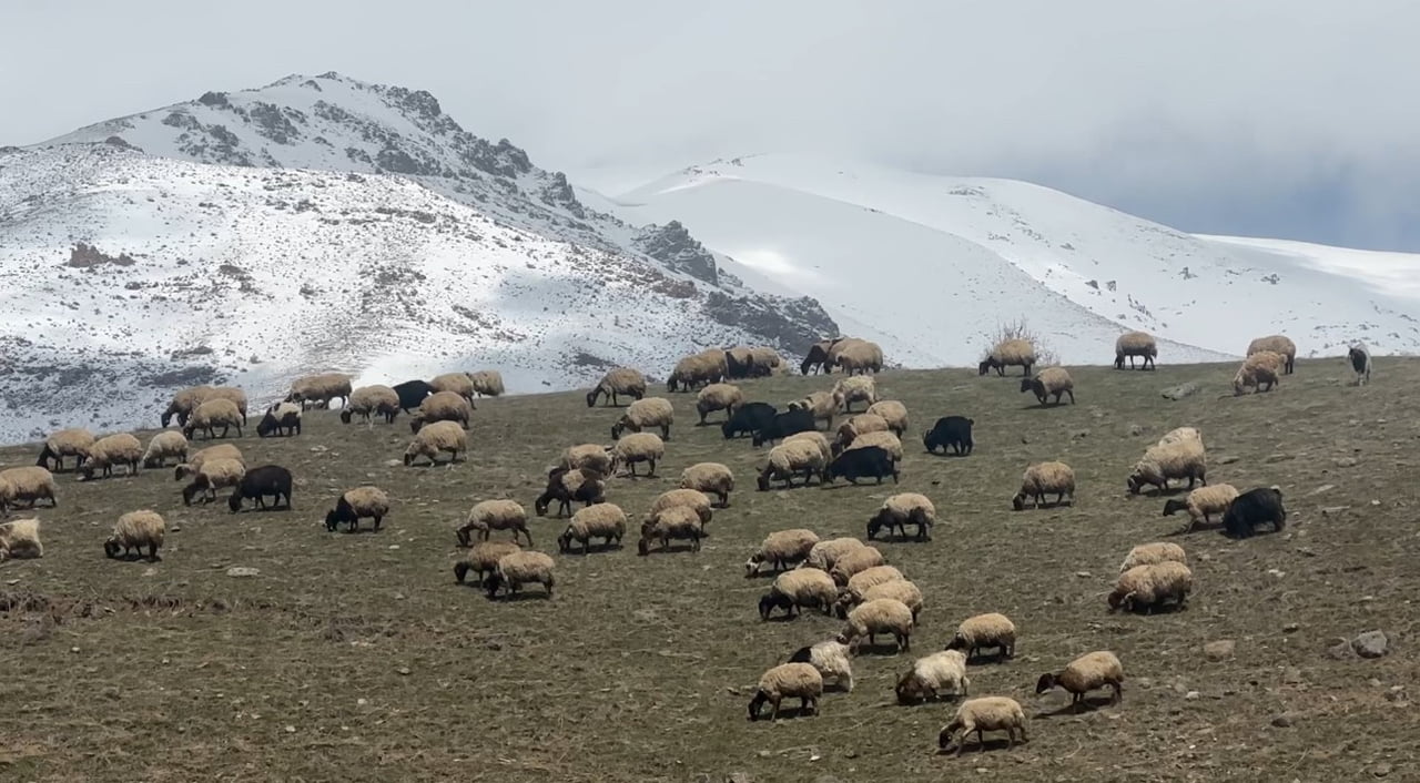 HAKKARİ’NİN YÜKSEKOVA İLÇESİNDE KIŞ BOYUNCA AĞILLARDA BESLENEN KÜÇÜKBAŞ HAYVANLAR, HAVALARIN...