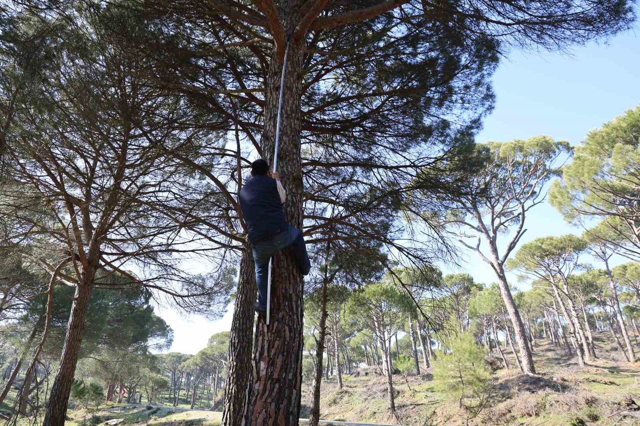 HASAT İŞLEMİ OLDUKÇA TEHLİKELİ VE ZOR OLMASINA RAĞMEN KOZALAK TOPLAYAN İŞÇİLER ÖLÜMÜ HİÇE SAYIP...