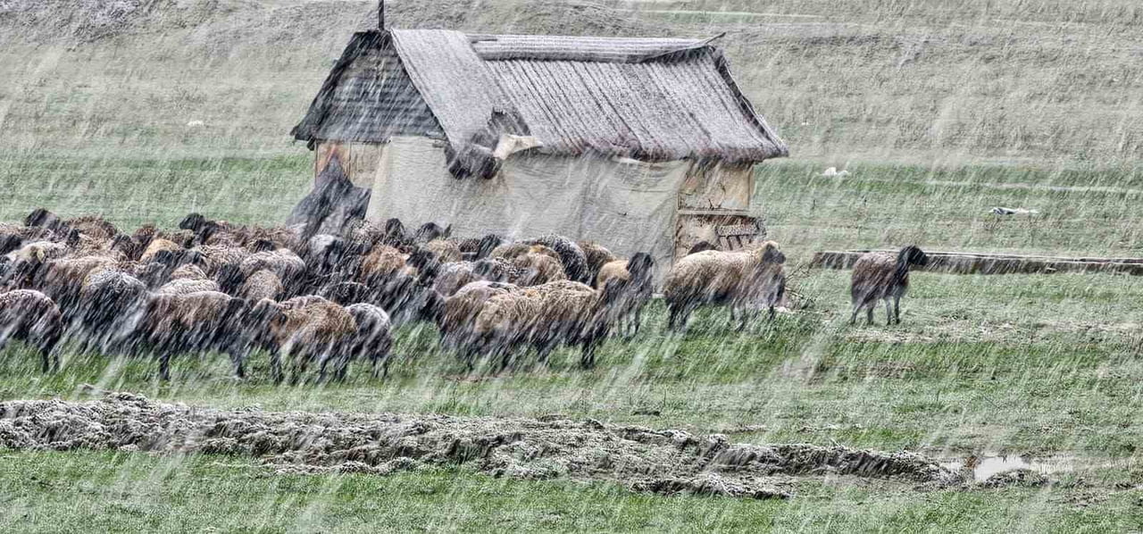 HASKÖY İLÇESİNDE ÖZELLİKLE YÜKSEK KESİMLERDE GÜNLERDİR ARALIKSIZ SÜREN KAR YAĞIŞI, BUGÜN İLÇE...