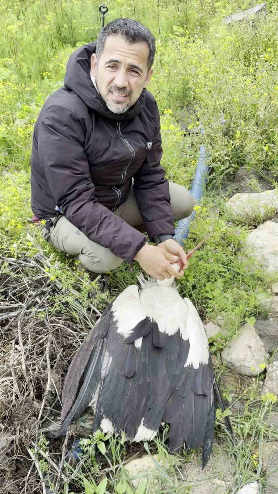 HATAY'DA AFRİKA'DAN AVRUPA'YA GÖÇ ETTİĞİ ESNADA AV TÜFEĞİYLE VURULARAK YARALANAN LEYLEK, KUŞ...