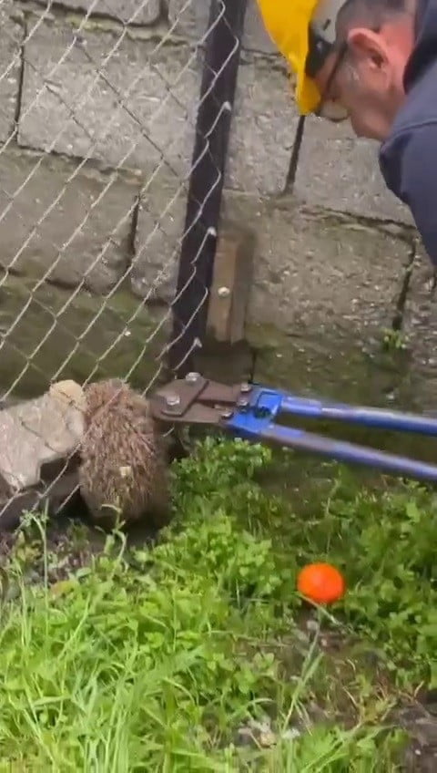 HATAY'DA BİR EVİN BAHÇESİNDE TEL ÖRGÜYE SIKIŞARAK MAHSUR KALAN KİRPİ, İTFAİYE TARAFINDAN...
