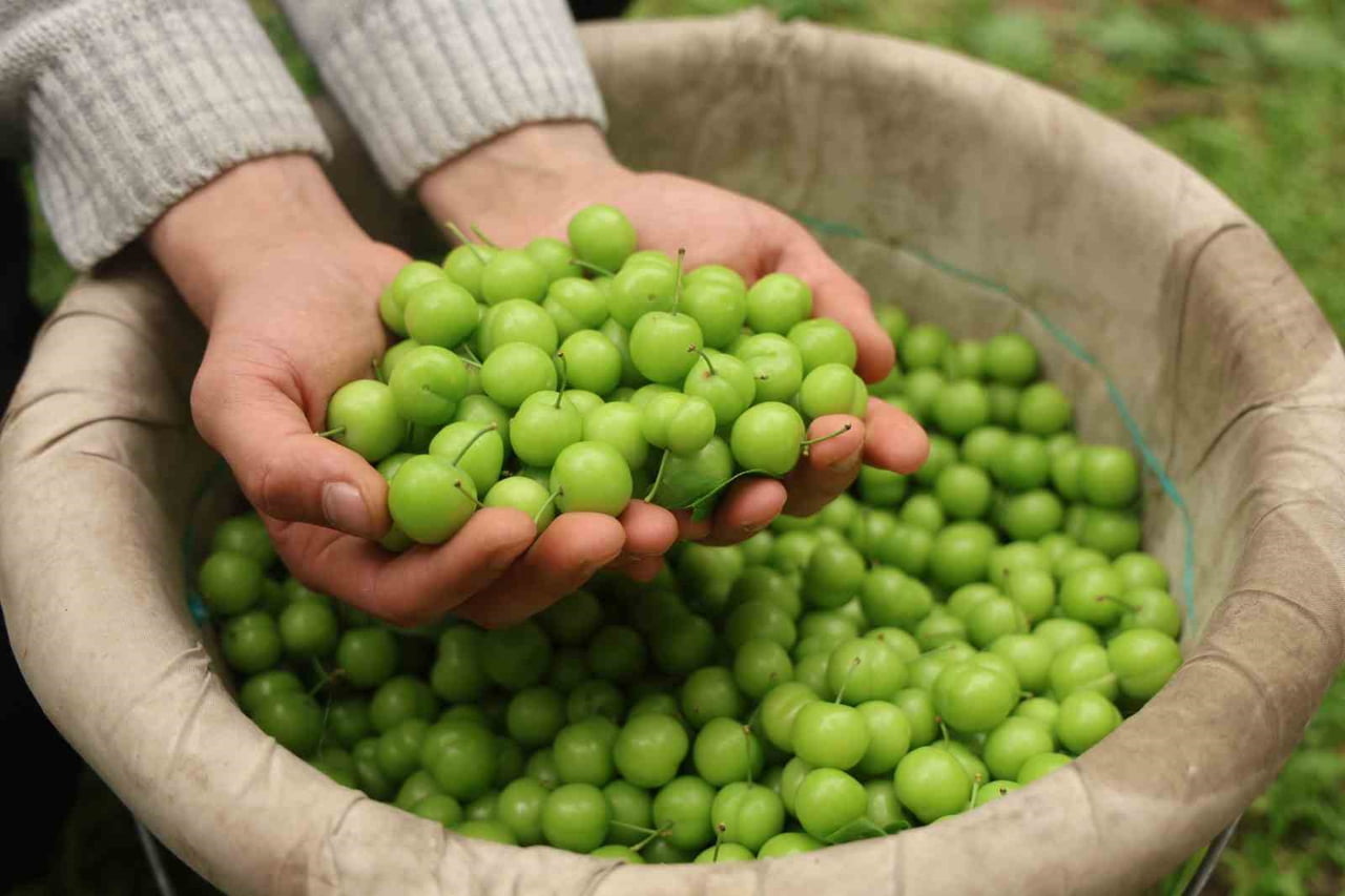 HATAY’DA 4 BİN METREKARELİK SERASINDA 320 AĞACIYLA CAN ERİĞİ ÜRETİMİ YAPAN ALADDİN ASLAN, NİSAN...