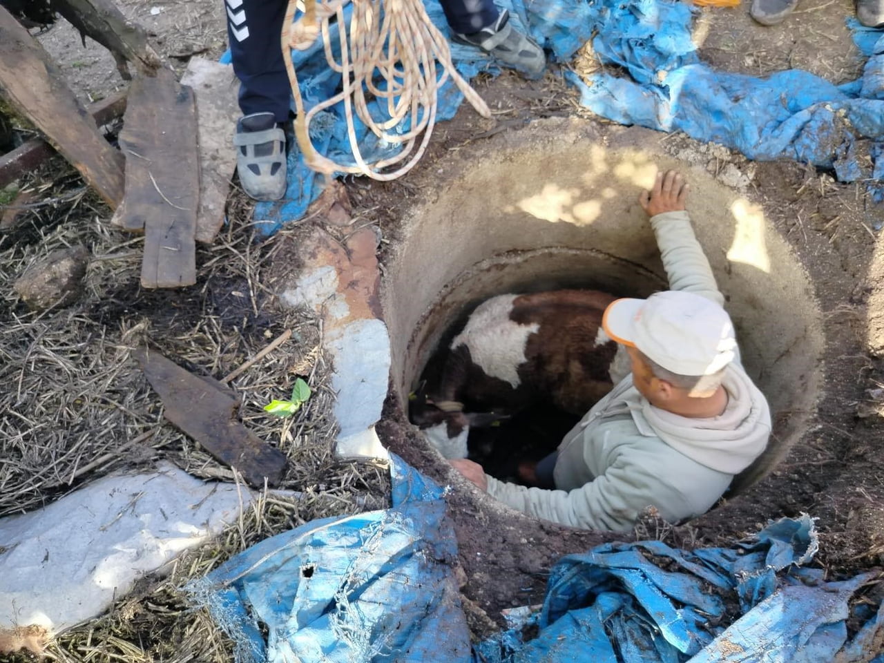 HATAY’DA KUYUYA DÜŞEREK MAHSUR KALAN BUZAĞI İTFAİYE EKİPLERİNİN ZORLU ÇALIŞMASIYLA...