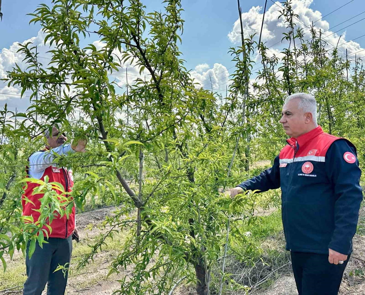 HATAY İL TARIM VE ORMAN MÜDÜRÜ ABDURRAHMAN TÜRKMEN, KIRIKHAN İLÇESİNDE BULUNAN ŞEFTALİ ÜRETİM...