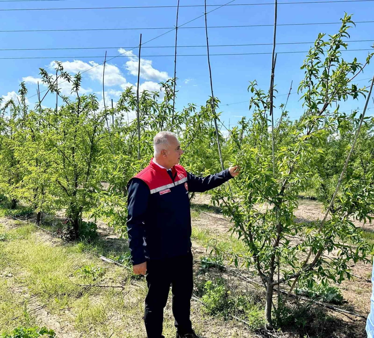 HATAY İL TARIM VE ORMAN MÜDÜRÜ ABDURRAHMAN TÜRKMEN, KIRIKHAN İLÇESİNDE BULUNAN ŞEFTALİ ÜRETİM...