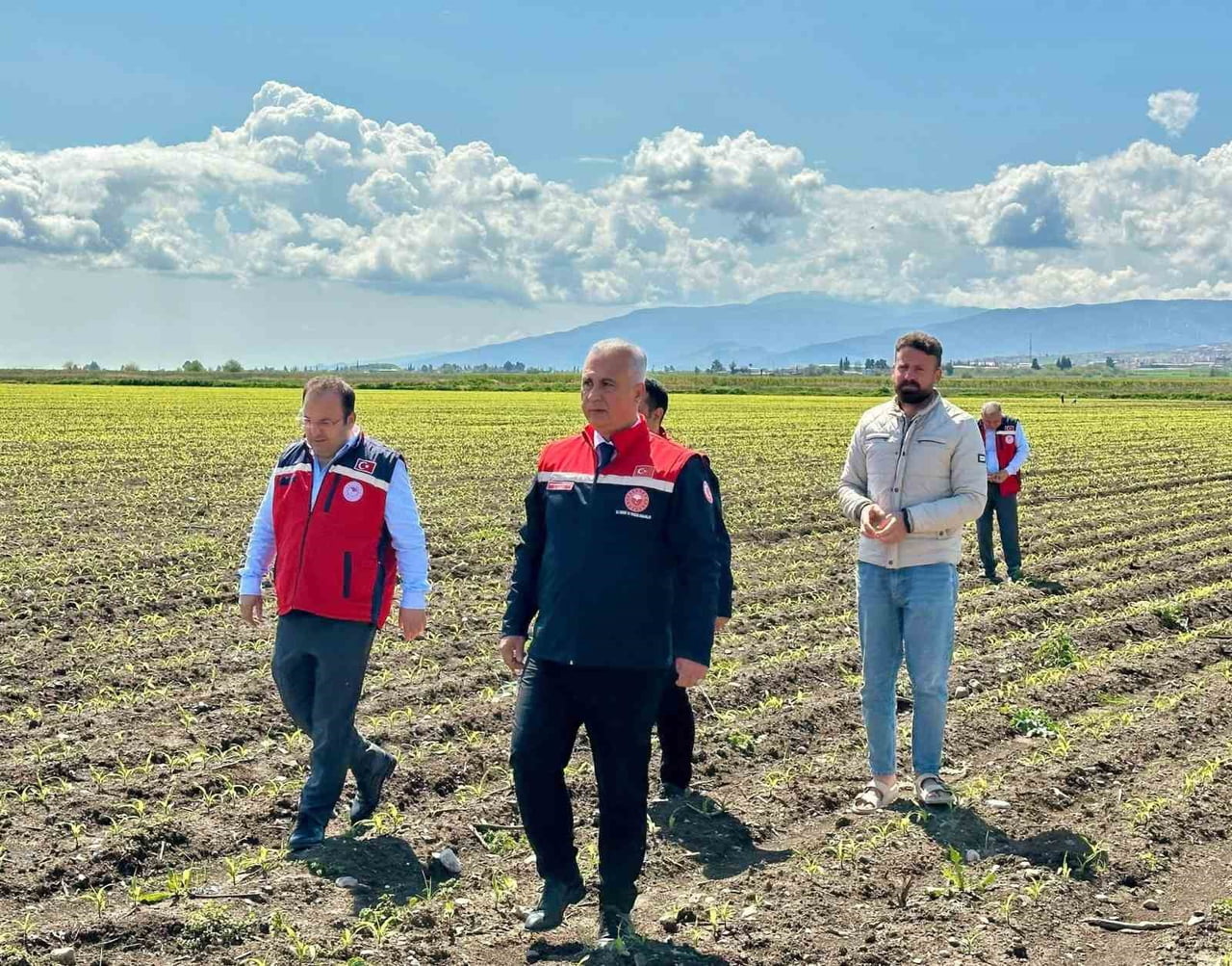 HATAY İL TARIM VE ORMAN MÜDÜRÜ ABDURRAHMAN TÜRKMEN, KIRIKHAN İLÇESİNDE MISIR EKİLİ ALANLARDA...
