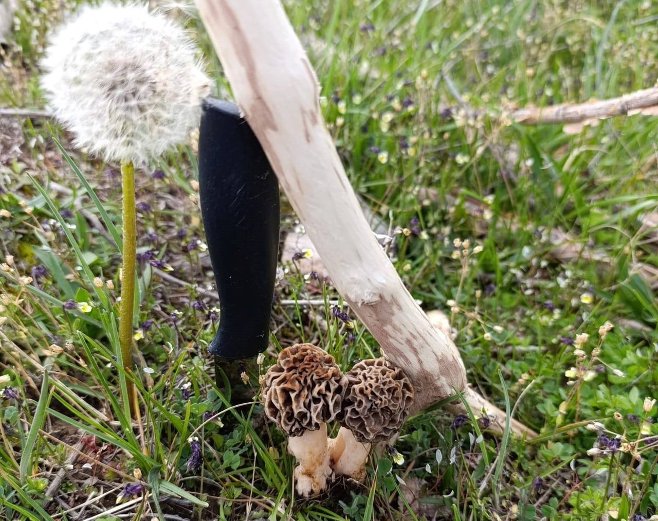 HİSARCIK’TA KUZUGÖBEĞİ SEZONU AÇILDI