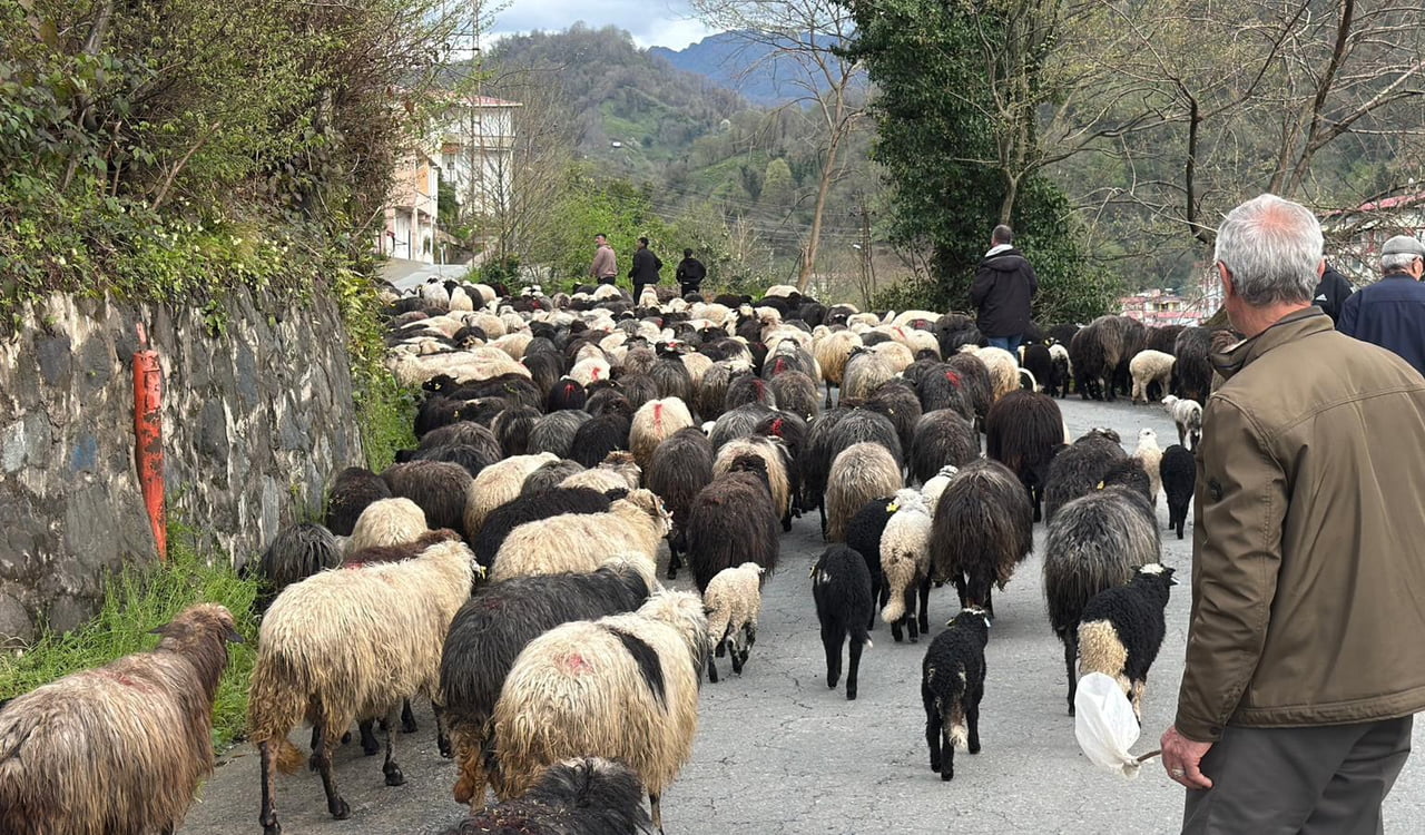 HOPA İLÇESİNDE HAVALARIN ISINMASIYLA SÜRÜLERİYLE YÜKSEK RAKIMLI YAYLALARININ YOLUNU TUTAN...