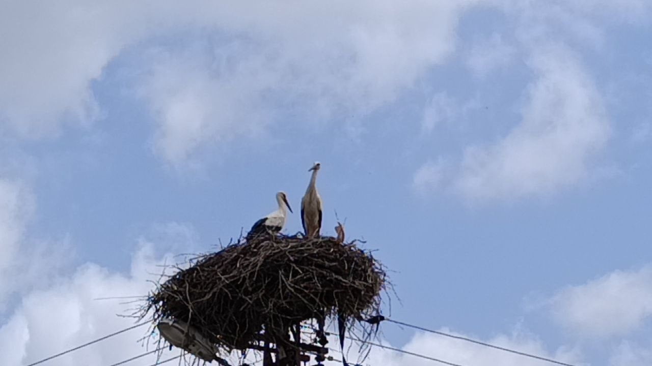 İLÇE SAKİNLERİNİN PORTAKAL İSMİNİ VERDİĞİ VE BAHAR AYI İLE BİRLİKTE YOLUNU GÖZLEDİKLERİ LEYLEKLER...