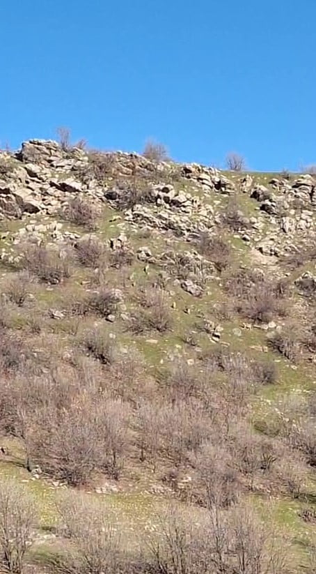 İLÇEDE NESLİ TÜKENME TEHLİKESİ ALTINDA BULUNAN DAĞ KEÇİLERİ SÜRÜ HALİNDE YİYECEK ARARKEN...