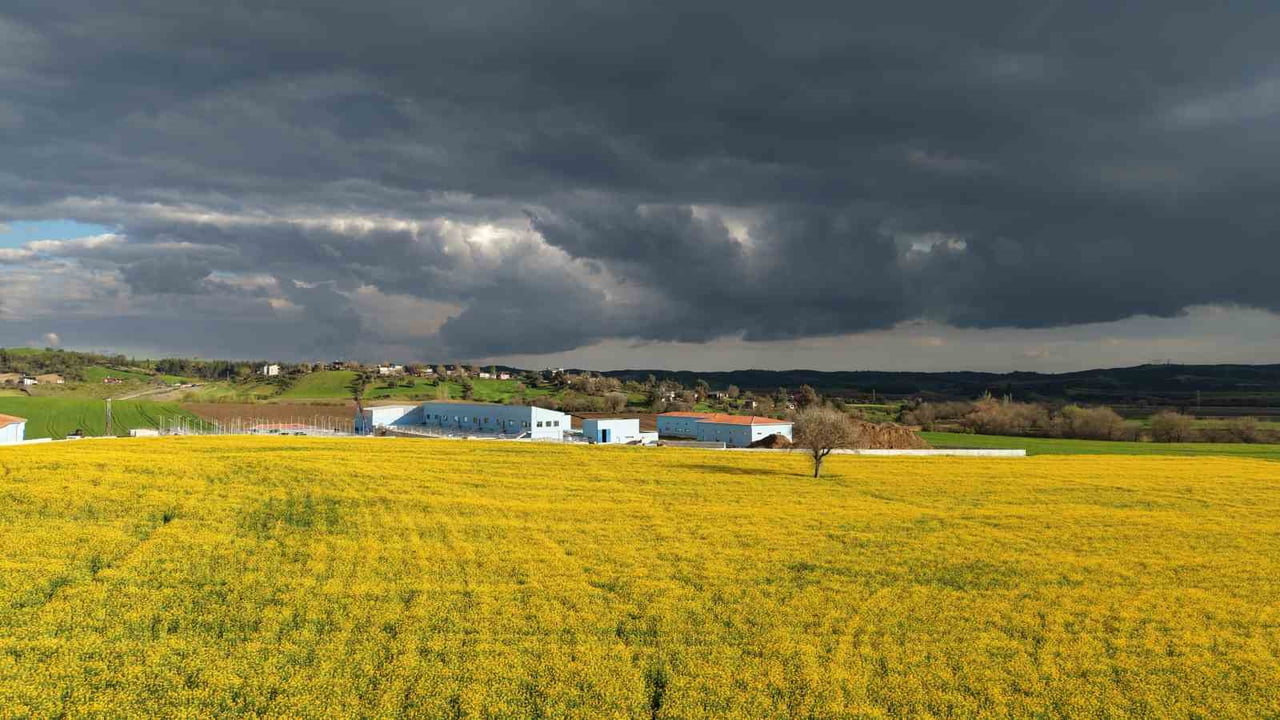 İMAMOĞLU İLÇESİNDE DEVLET DESTEĞİYLE EKİMİ YAPILAN KANOLA ÜRETİCİSİNİN YÜZÜNÜ GÜLDÜRÜRKEN SARIYA...