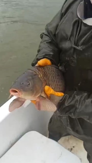 ISPARTA’NIN EĞİRDİR İLÇESİNDEKİ KOVADA GÖLÜ MİLLİ PARKI’NDA YAPILAN DENETİMLERDE, YASAK DÖNEMDE...