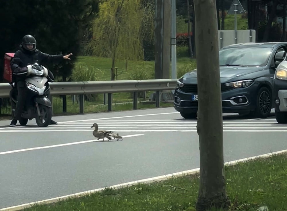 İSTANBUL’DA ÖRDEKLERİN GÜVENLİ GEÇİŞİ İÇİN TRAFİK DURDURULDU