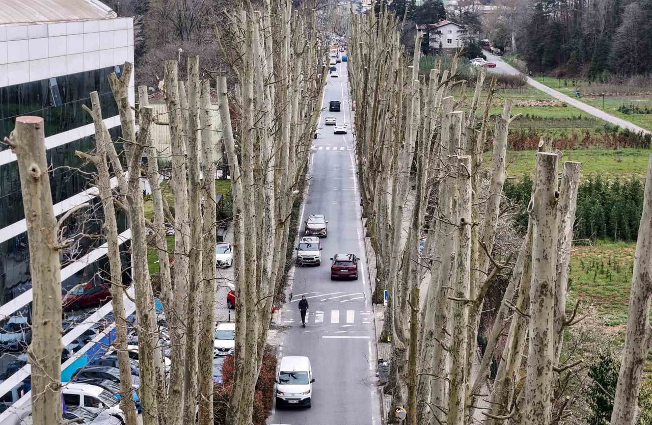İSTANBUL’UN TARİHİ ÇINARLARINA BUDAMA, TARTIŞMA BAŞLATTI