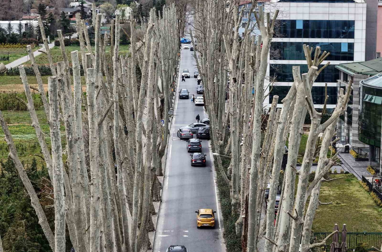 İSTANBUL’UN TARİHİ ÇINARLARINA BUDAMA, TARTIŞMA BAŞLATTI