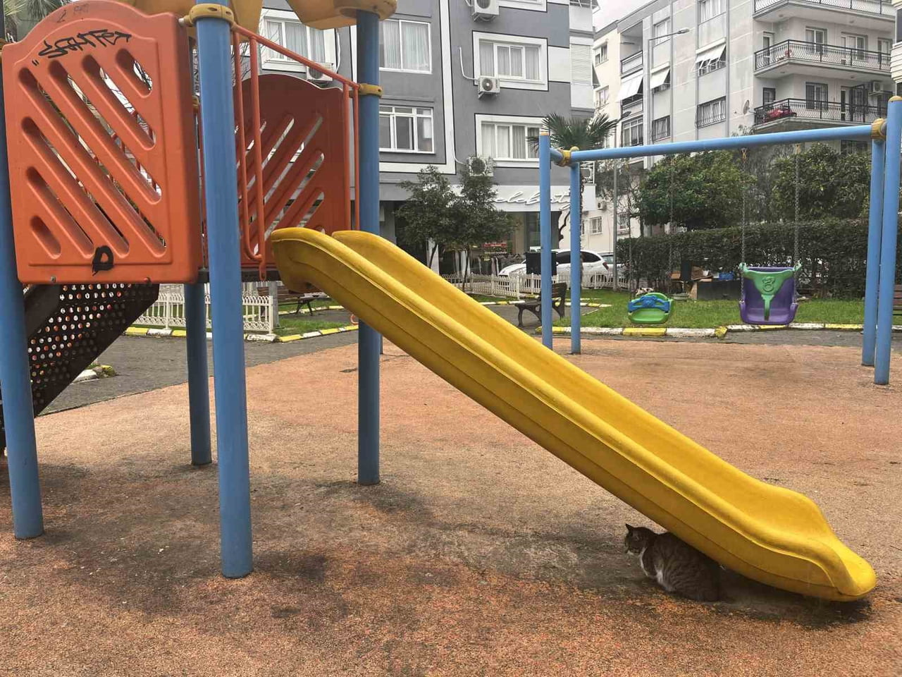 İZMİR'İN BALÇOVA İLÇESİNDE ORMANLIK ALANDAN KENT MERKEZİNE İNEN YABAN DOMUZLARININ SOKAK...