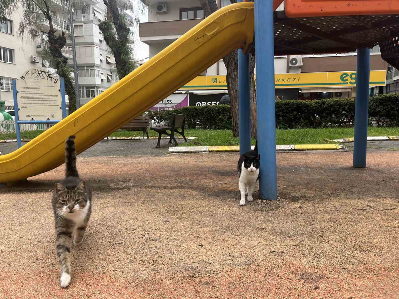 İZMİR'İN BALÇOVA İLÇESİNDE ORMANLIK ALANDAN KENT MERKEZİNE İNEN YABAN DOMUZLARININ SOKAK...