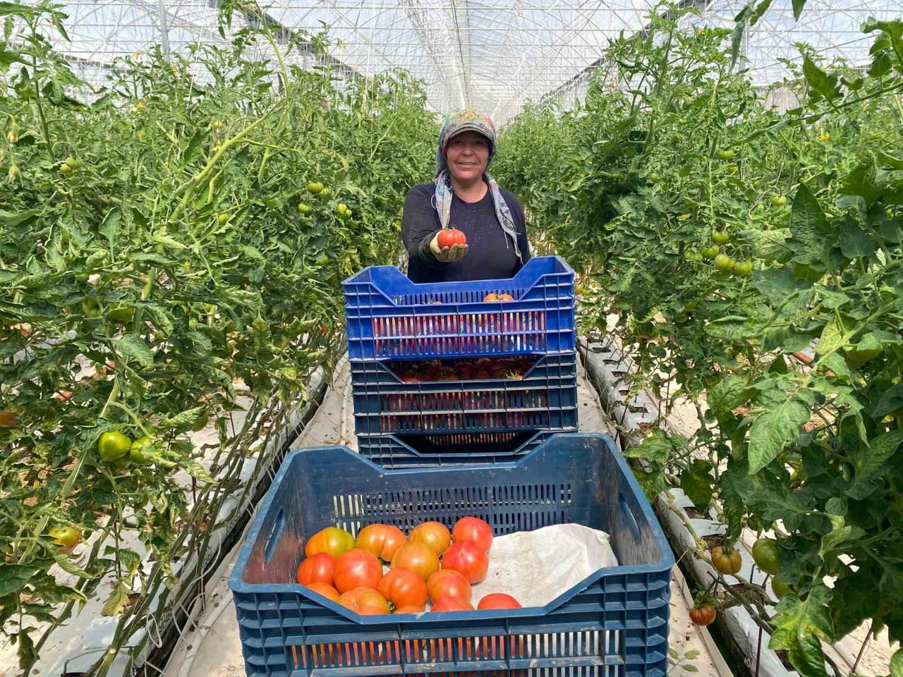 KADIN ÇİFTÇİLER SERALARDA ÜRETİME DEVAM EDİYOR