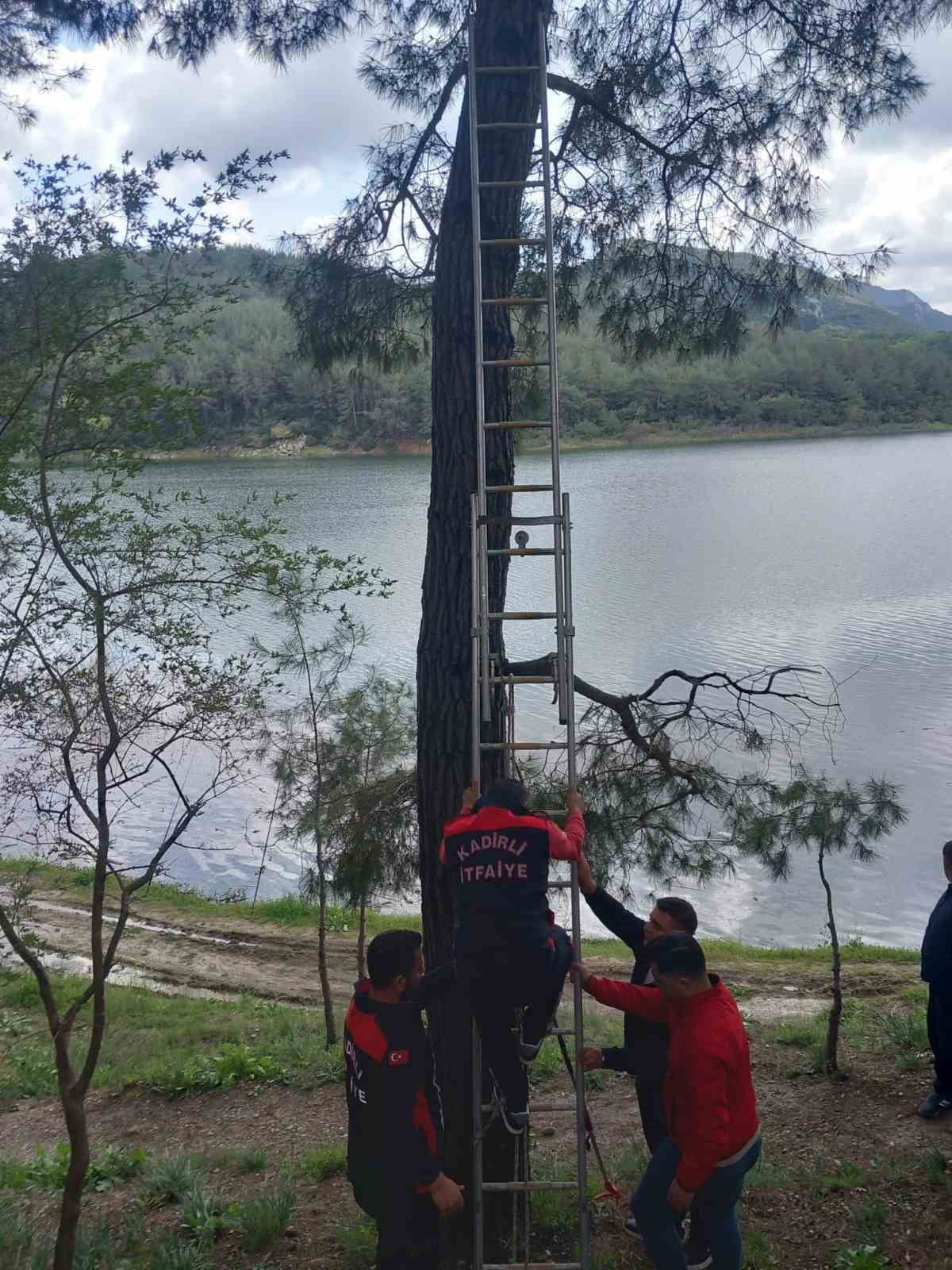 KADİRLİ İLÇESİNDE AĞACA TAKILAN KARGA, İTFAİYE EKİPLERİNİN MÜDAHALESİYLE KURTARILARAK YENİDEN...