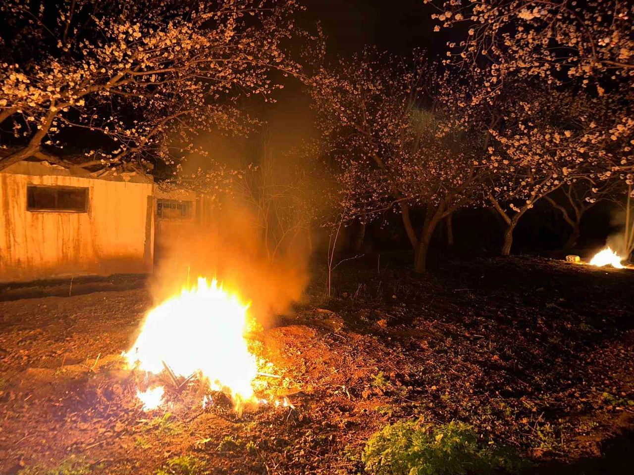 KAĞIZMAN’DA HAVA SICAKLIKLARININ EKSİLERE DÜŞMESİYLE AÇAN KAYISI ÇİÇEKLERİNİ DONMA TEHLİKESİNE...