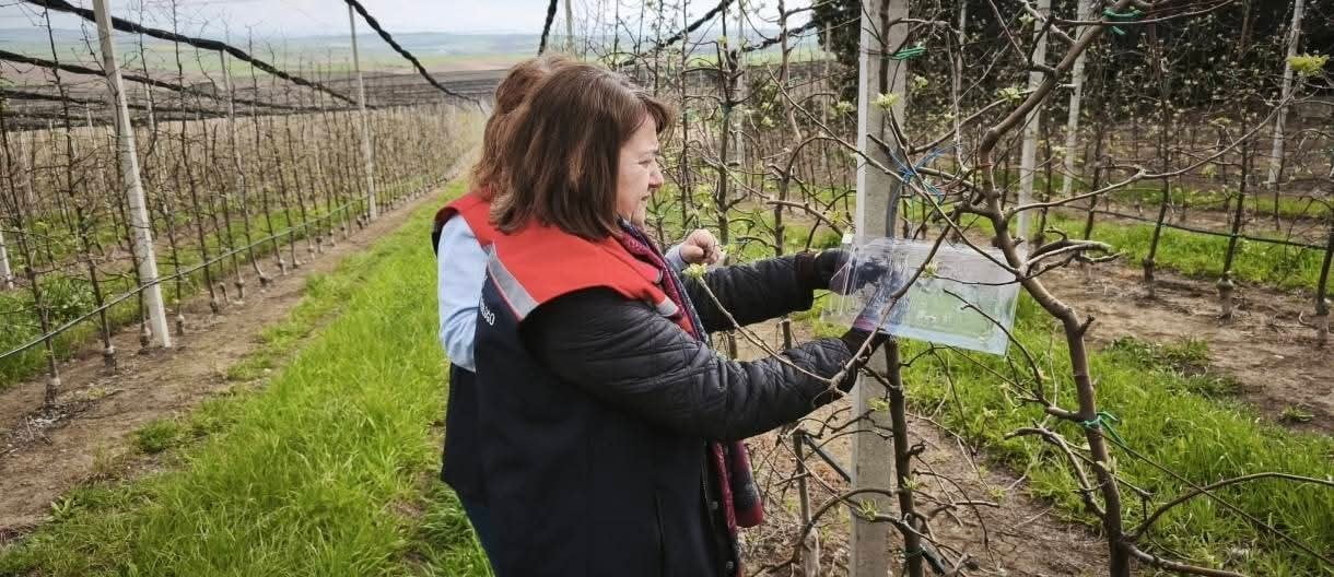 KAHVERENGİ KOKARCA ZARARLISINA KARŞI FEROMON TUZAKLARLA MÜCADELE BAŞLATILDI.
