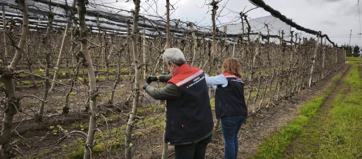 KAHVERENGİ KOKARCA ZARARLISINA KARŞI FEROMON TUZAKLARLA MÜCADELE BAŞLATILDI.