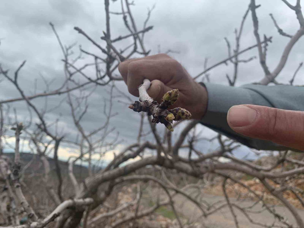 KAR VE YAĞMUR BEREKETİ: ANTEP FISTIĞINDA KURAKLIK ENDİŞESİ GEÇTİ