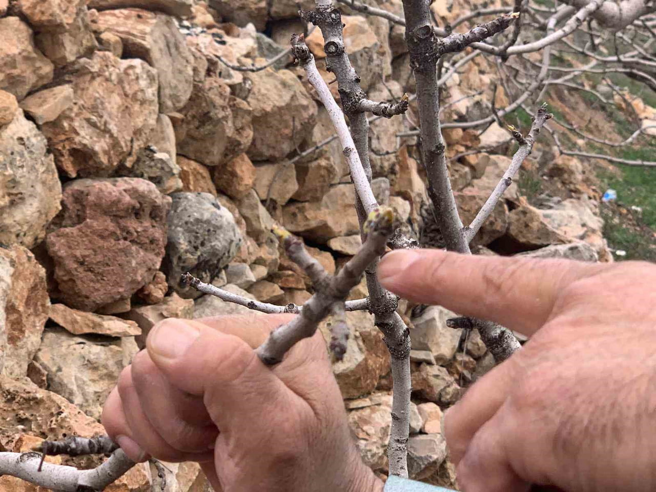 KAR VE YAĞMUR BEREKETİ: ANTEP FISTIĞINDA KURAKLIK ENDİŞESİ GEÇTİ