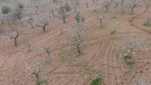 Kar ve yağmur bereketi: Antep fıstığında kuraklık endişesi geçti