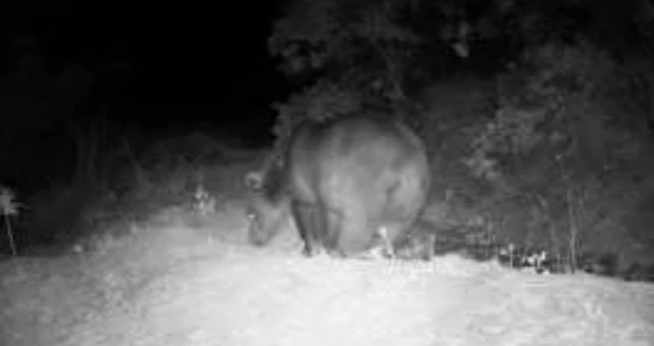 KARABÜK'TE FOTOKAPAN YABAN HAYATINI GÖZLER ÖNÜNE SERDİ