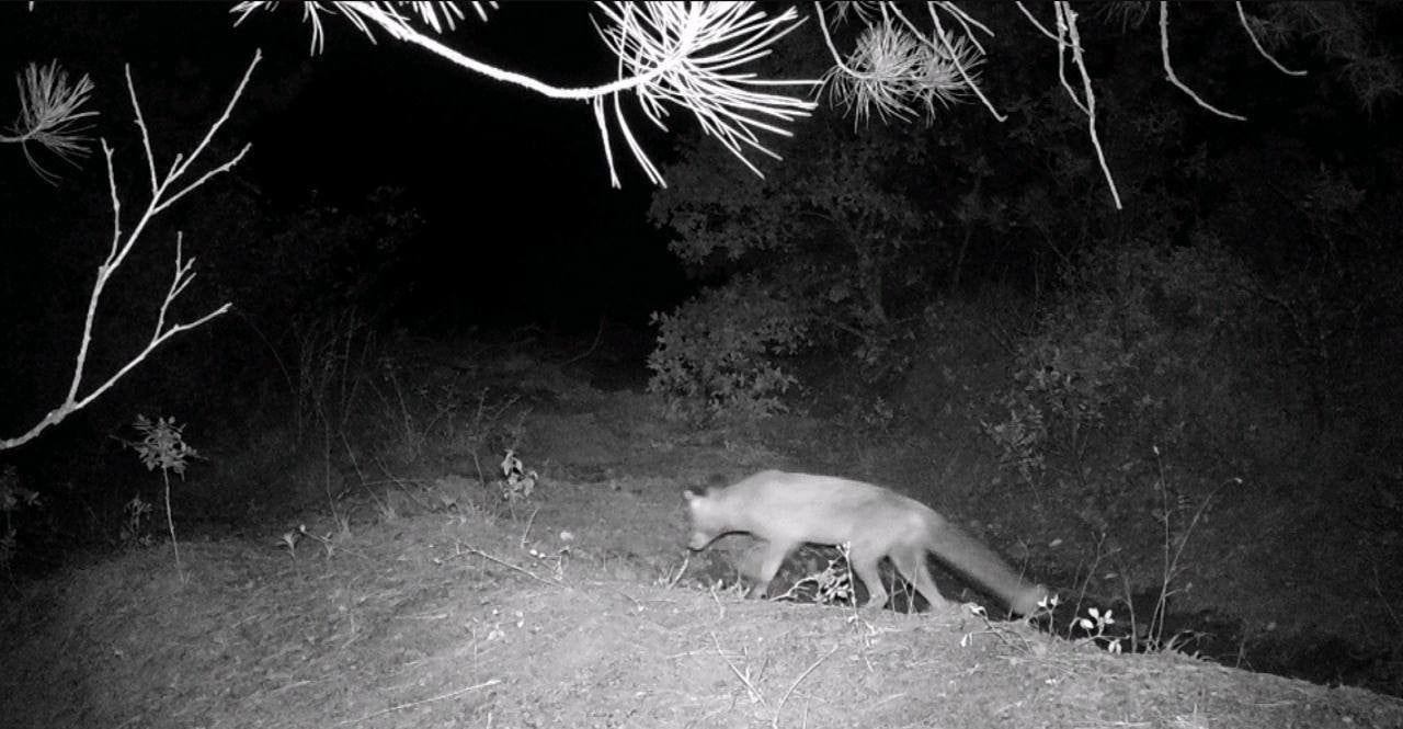 KARABÜK'TE FOTOKAPAN YABAN HAYATINI GÖZLER ÖNÜNE SERDİ