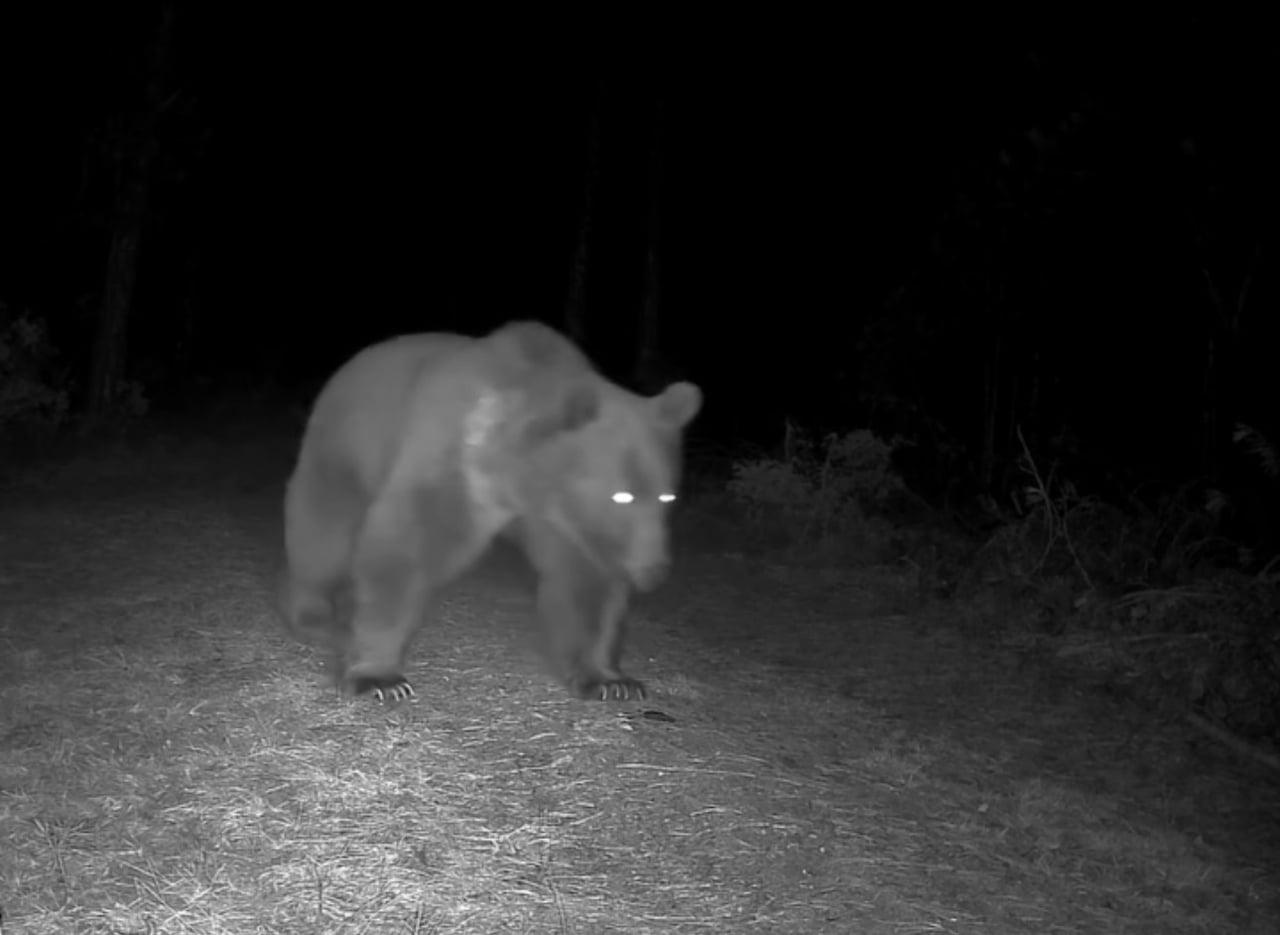 KARABÜK'ÜN SAFRANBOLU İLÇESİNDE ORMANLIK ALANA YERLEŞTİRİLEN FOTOKAPAN, BOZ AYILARI...