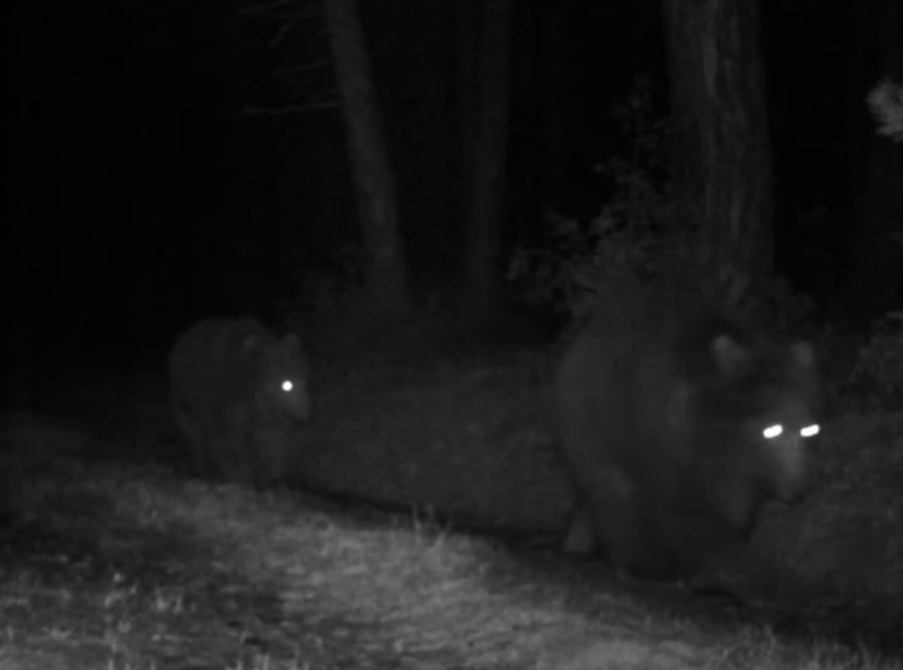 KARABÜK'ÜN SAFRANBOLU İLÇESİNDE ORMANLIK ALANA YERLEŞTİRİLEN FOTOKAPAN, BOZ AYILARI...