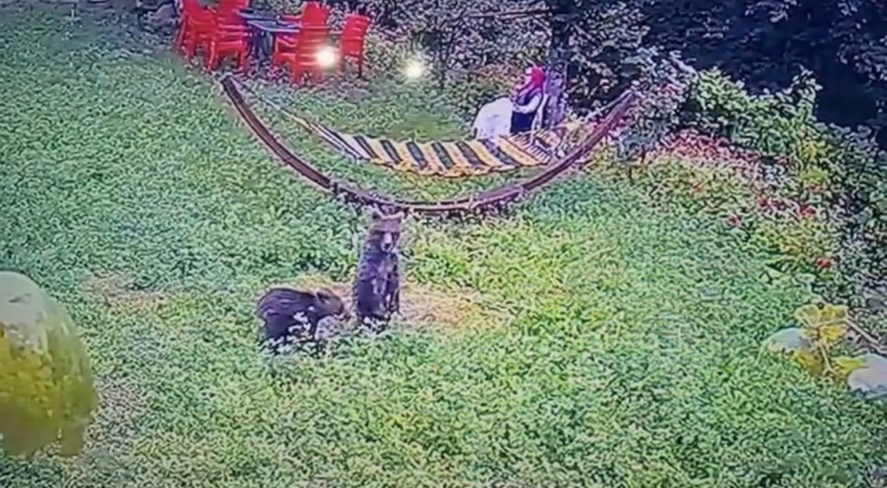 KARABÜK’TE BİR BAHÇEYE GİREN YAVRU AYILAR, GÜVENLİK KAMERASINCA GÖRÜNTÜLENDİ.